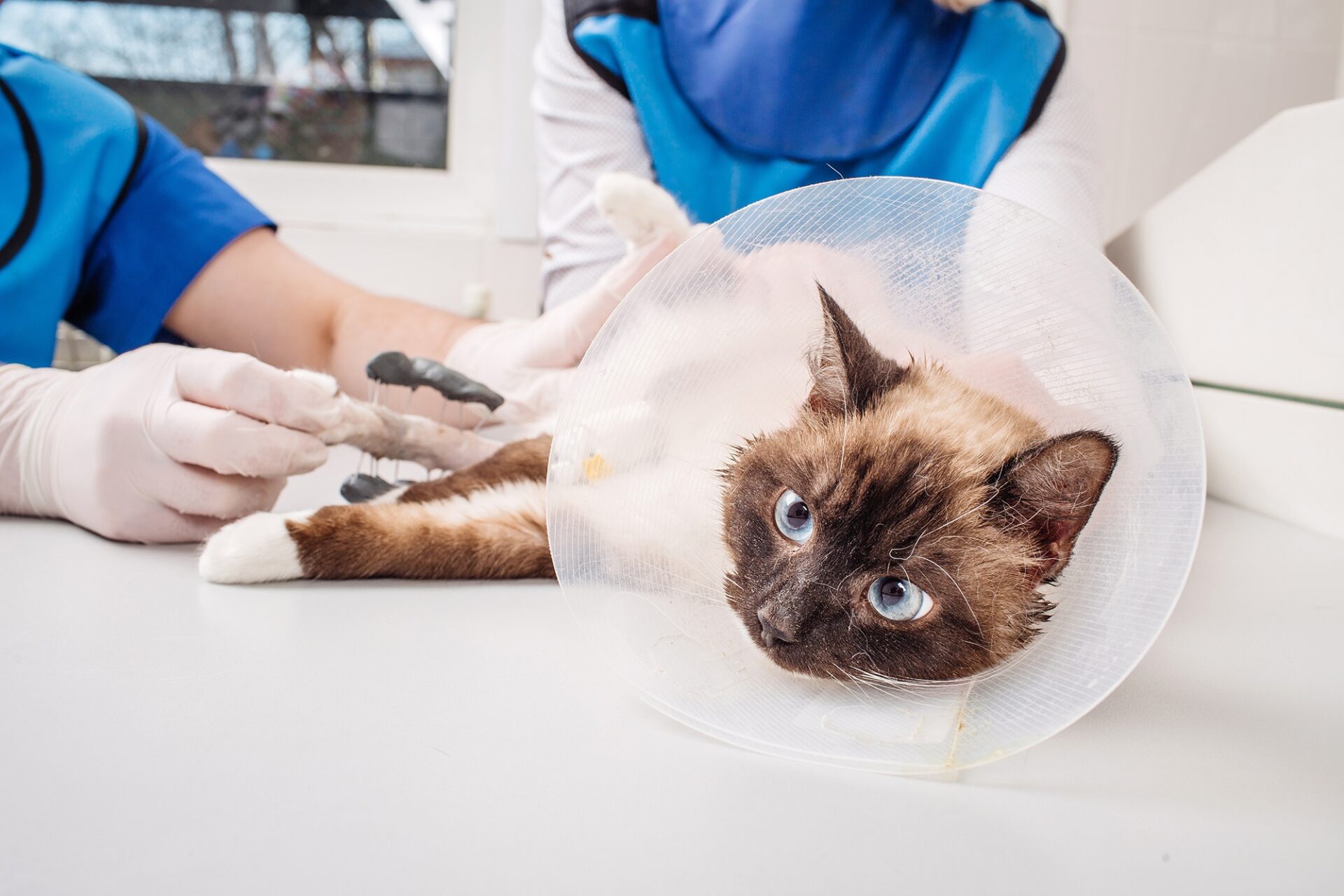 Katze mit Halskrause beim Tierarzt. Sie hat ein gebrochenes Bein und wird von zwei Ärzten behandelt.