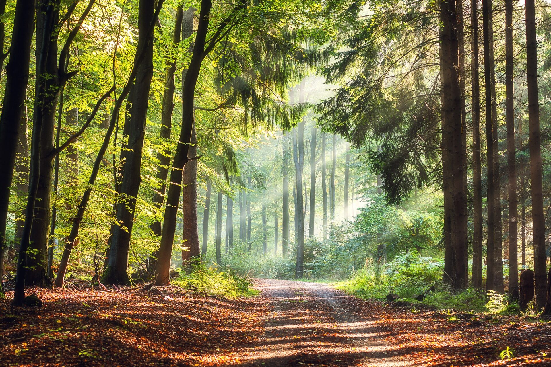 Ein Waldweg. Rechts und links befinden sich Bäume. Durch die Bäume scheint licht auf den Weg.